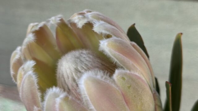 F53D2A40-6E19-4D51-823E-F5770AAA1E91